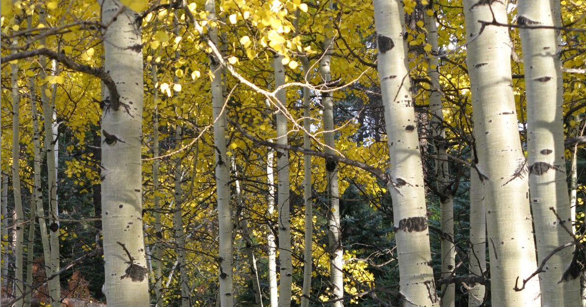 Aspen Grove in autumn_PeterMorales