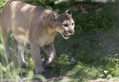 Mountain lion, photo courtesy of all-free-download.com