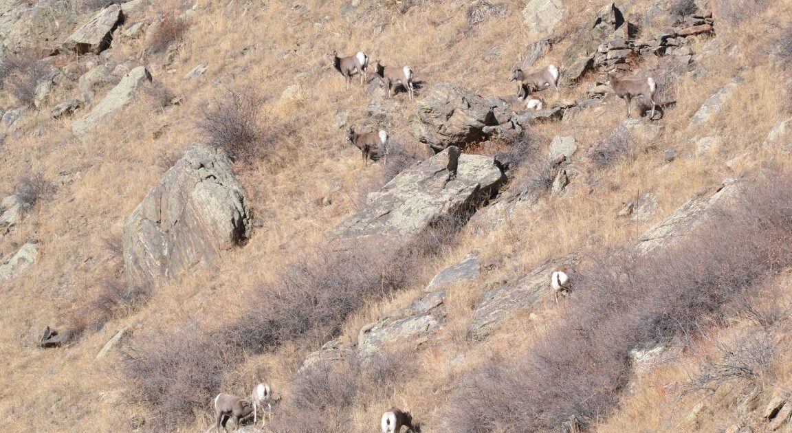 Coal Creek Canyon bighorn sheep count winter '22