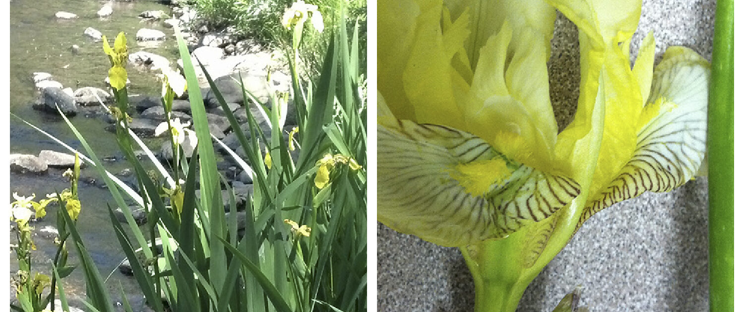 Yellow flag iris, a noxious and poisonous species despite its loveliness.