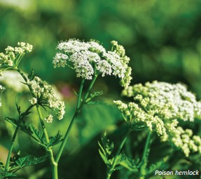 Poison Hemlock thumbnail